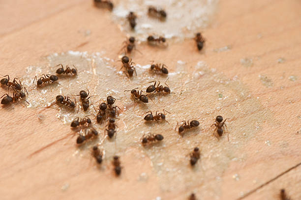 Pest Control Cost in New Egypt, NJ